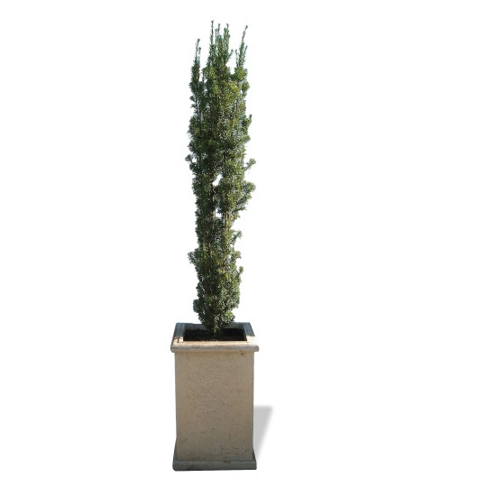 Concrete Planter Tall Skinny - Coloured